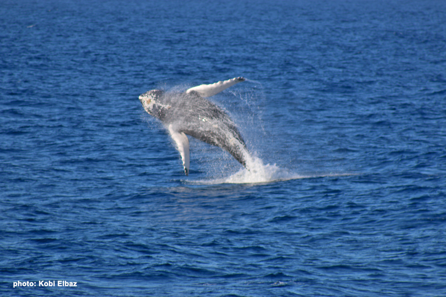 תצפית לווייתנים בסן דייגו - אטרקציית חובה