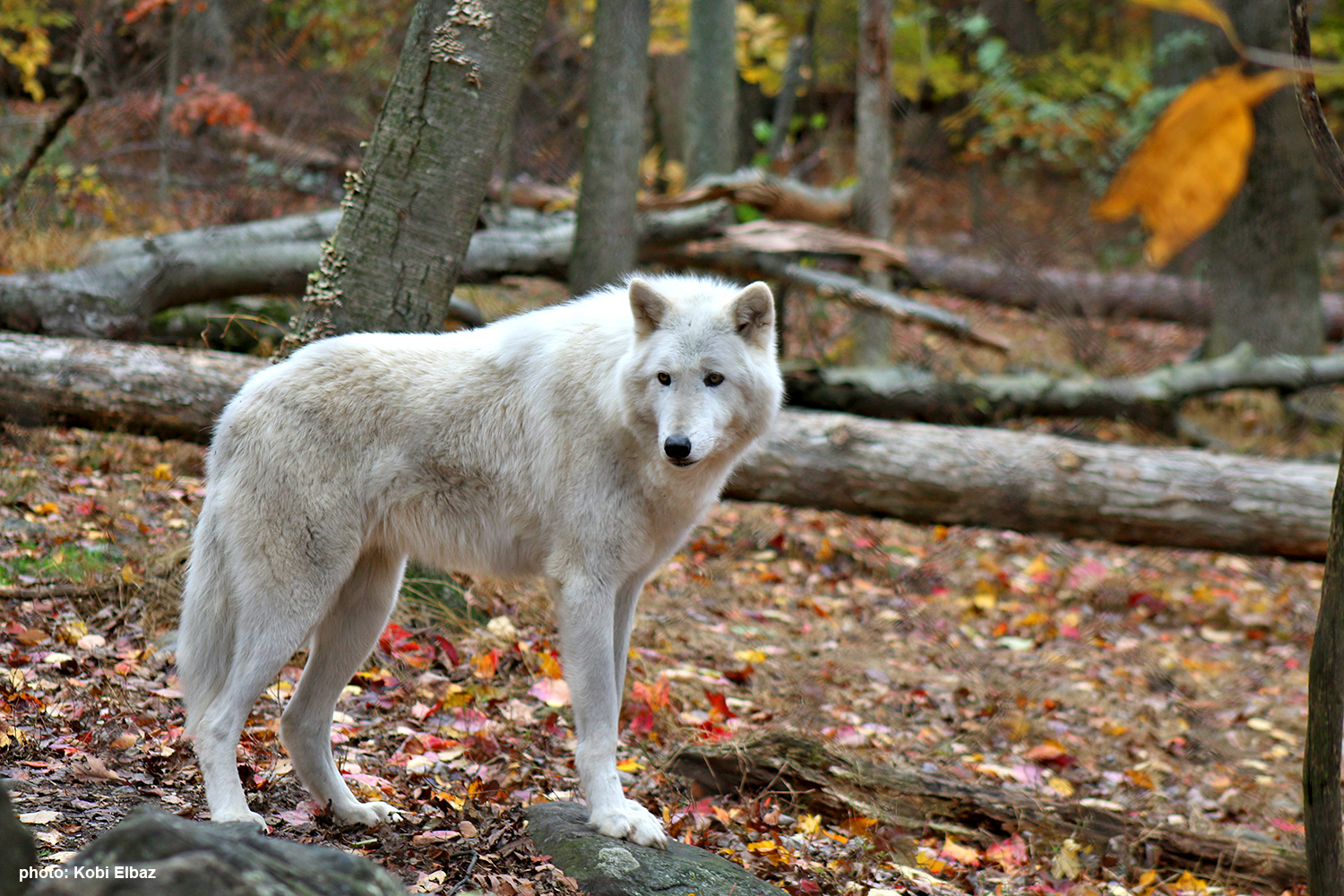  לרקוד עם זאבים – שמורת הזאבים בניו ג'רזי